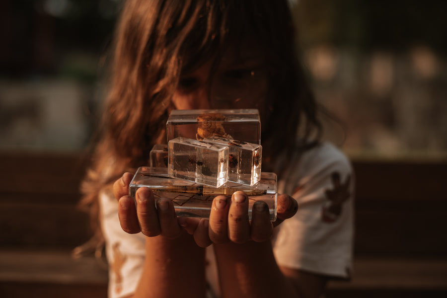 Garden Bug Specimen Set