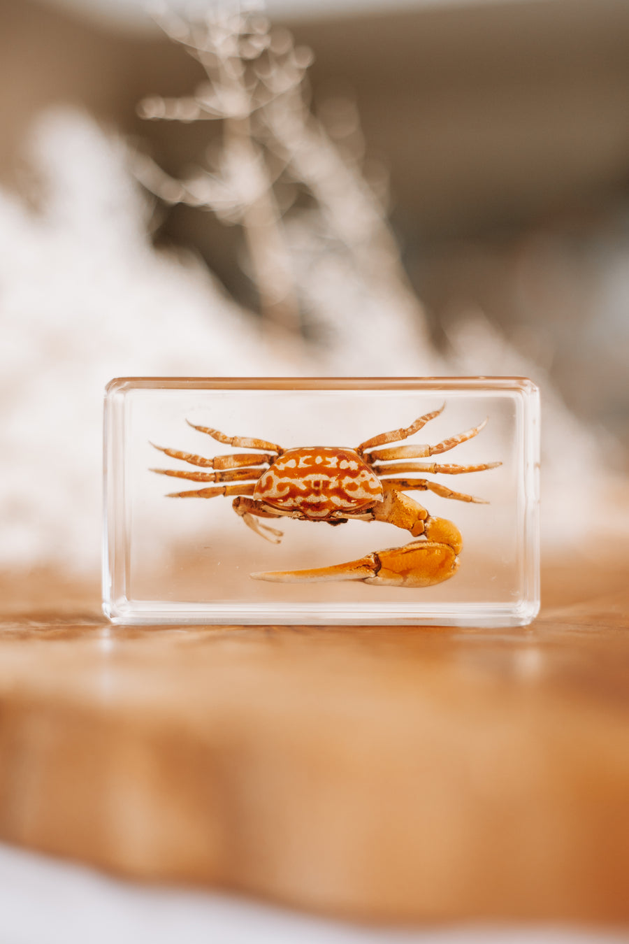 Fiddler Crab Specimen