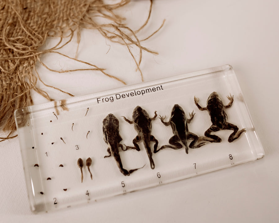 Frog Development Specimen Block