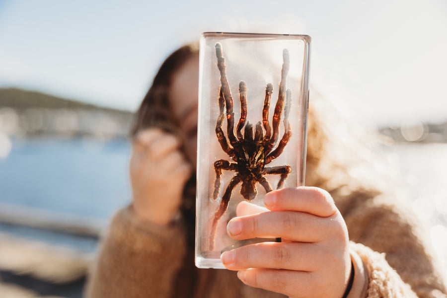 Tarantula Specimen