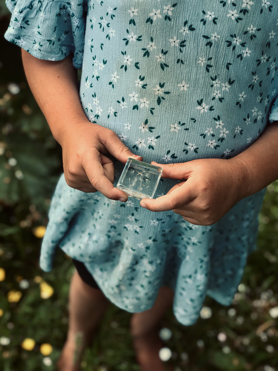 Dandelion Wishes