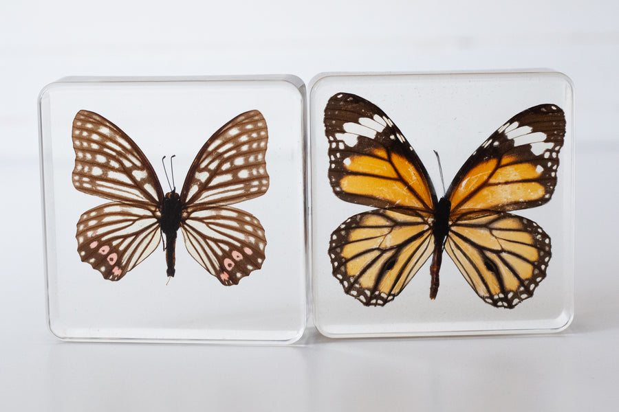 Butterfly Specimen Pair