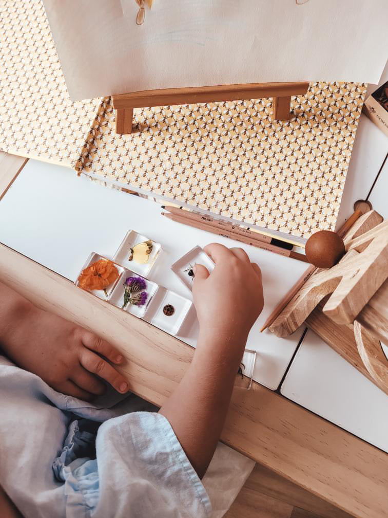 Pollinator Pals Specimen Set