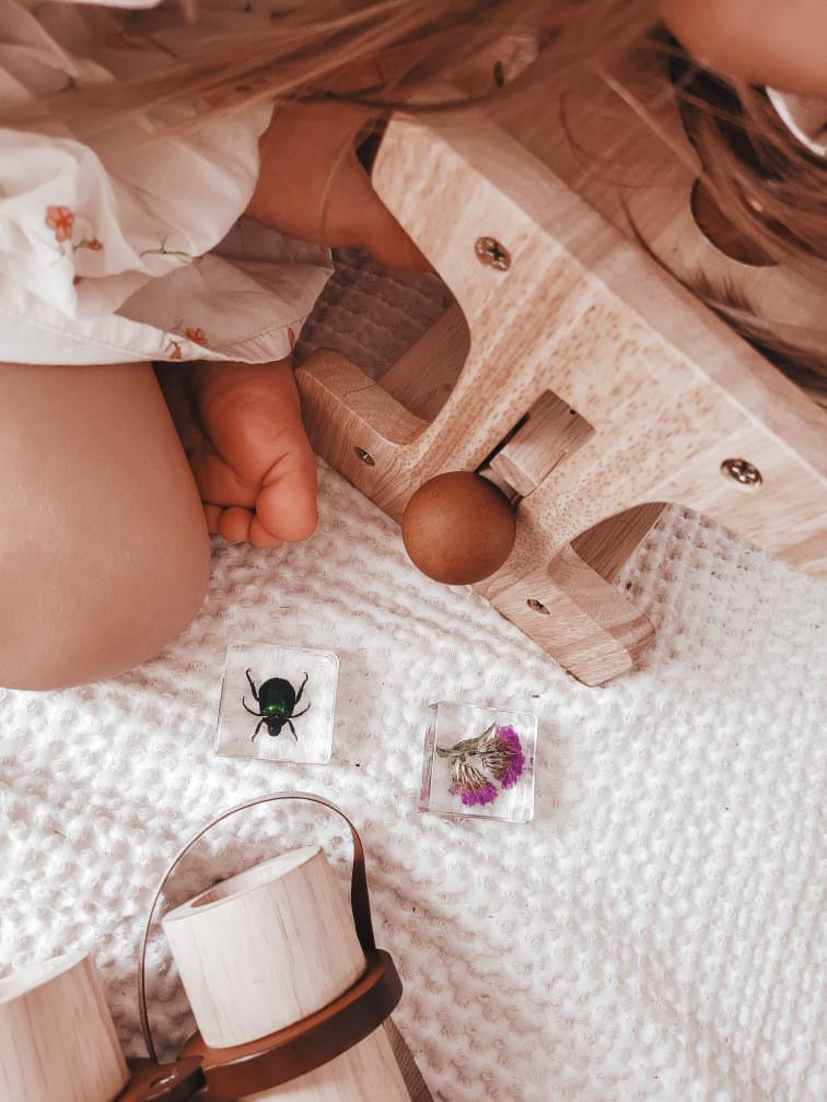 Pollinator Pals Specimen Set