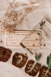 Bean Germination Specimen Block