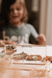Bean Germination Specimen Block
