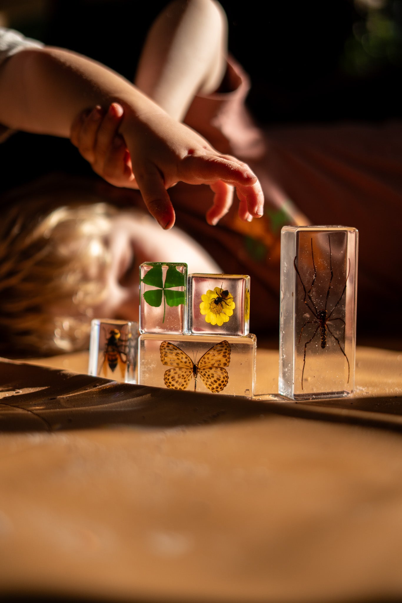 Four Leaf Clover Specimen