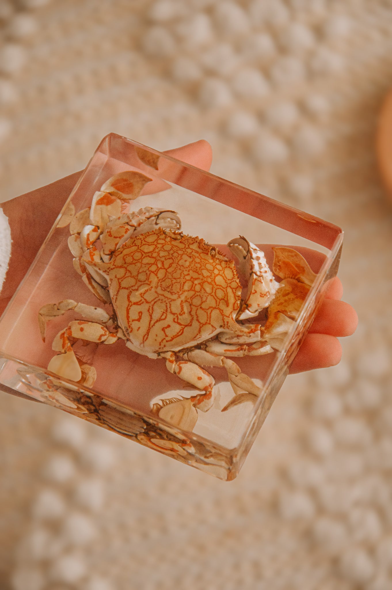 Flower Moon Crab Specimen