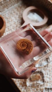 Fossil Finder Bundle