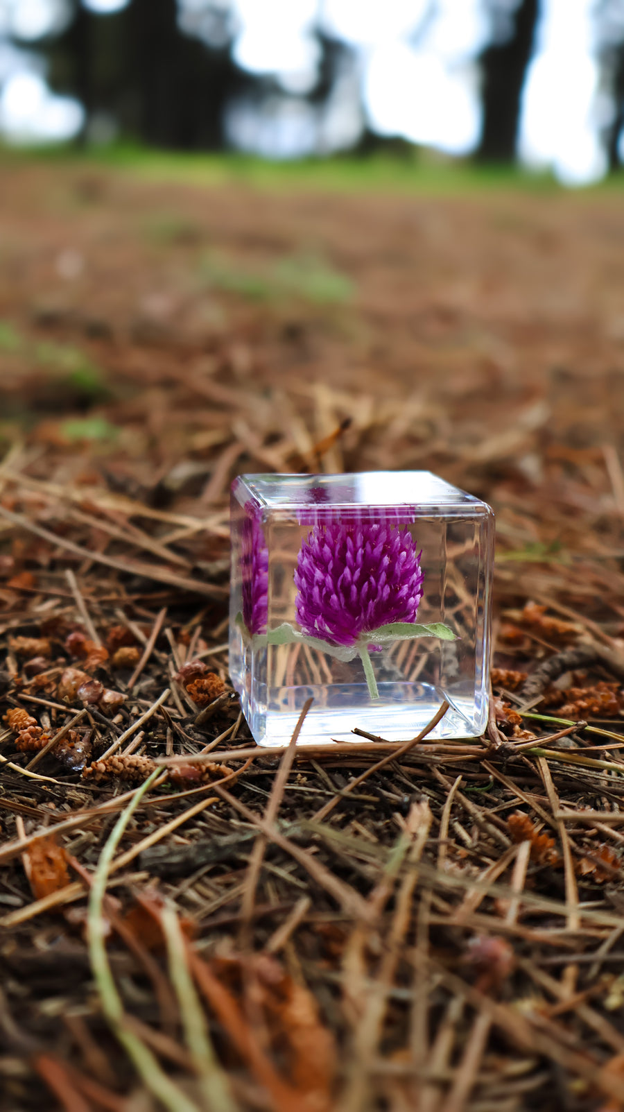 Globe Amaranth Specimen Cube