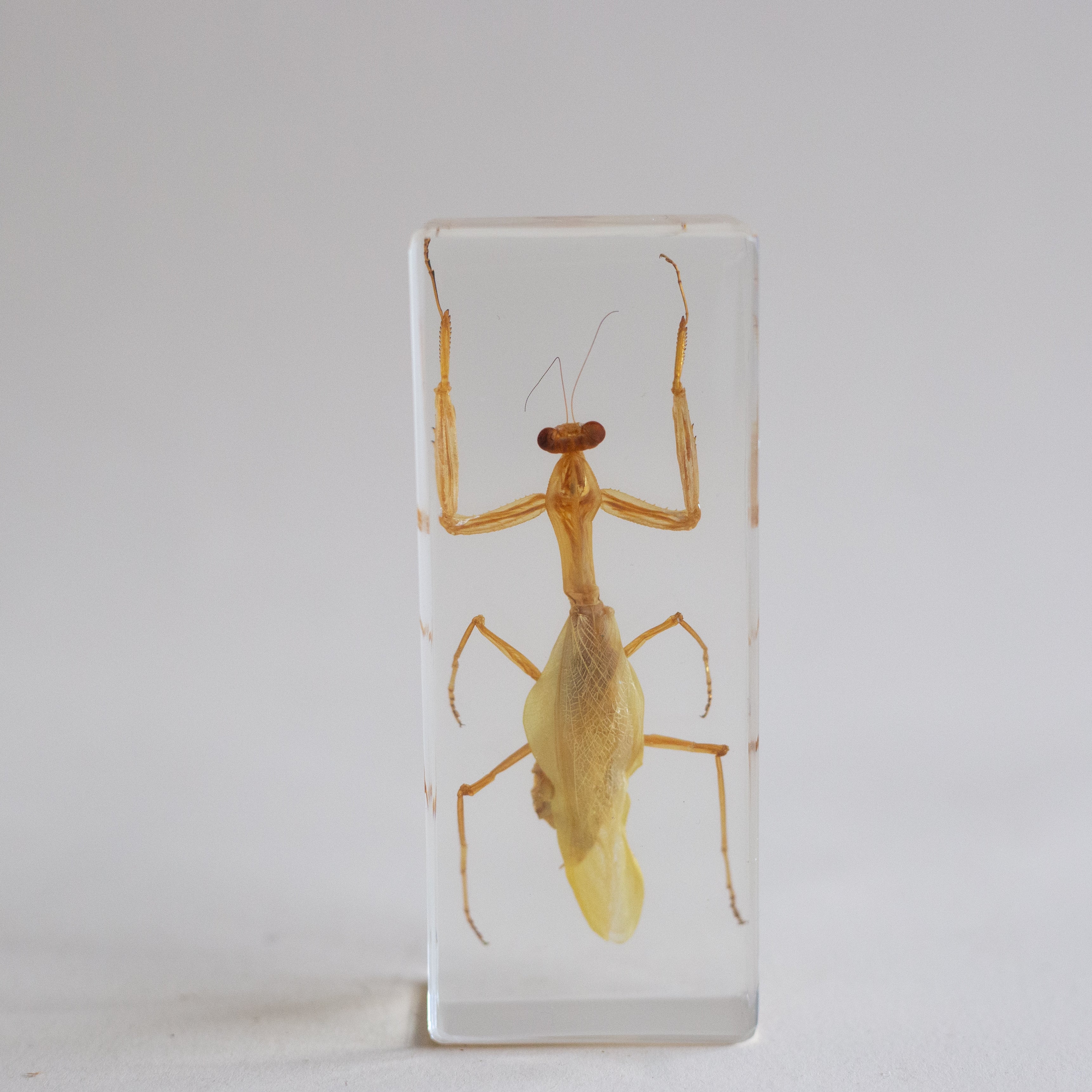 Praying Mantis Specimen