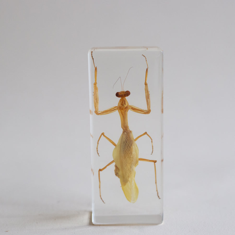 Praying Mantis Specimen