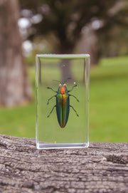 Jewel Beetle Specimen