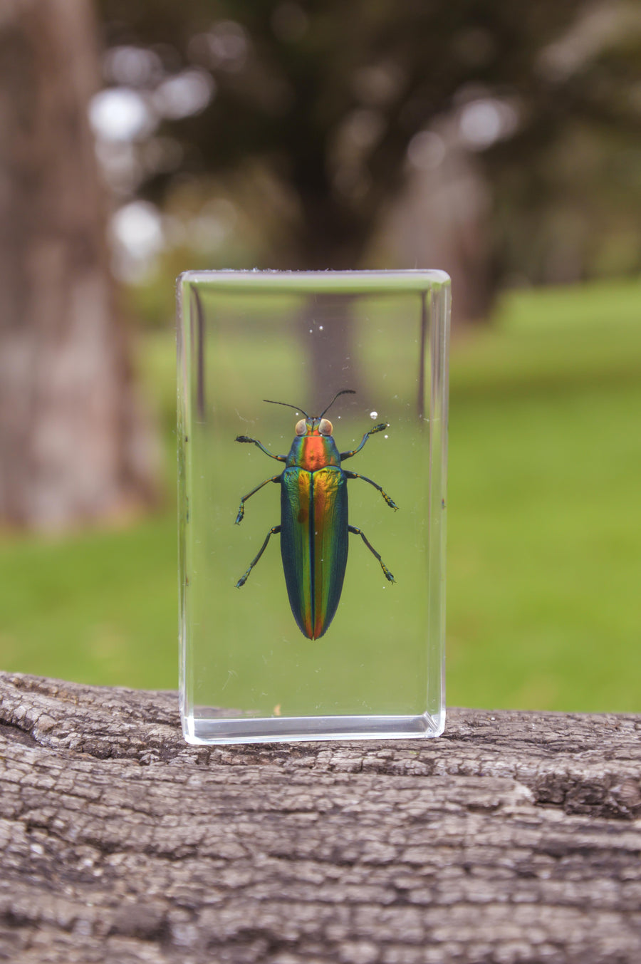 Jewel Beetle Specimen