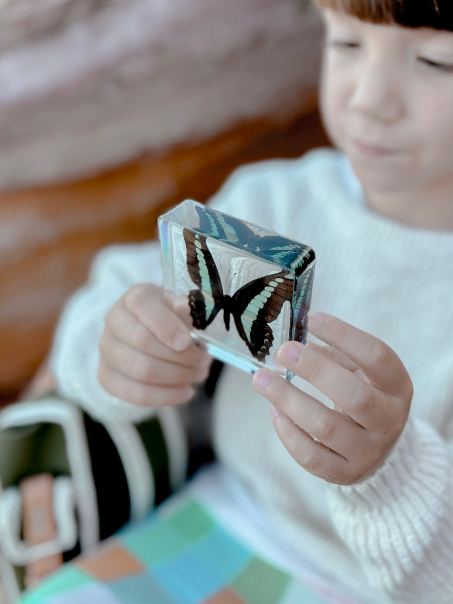 Bluebottle Butterfly Specimen