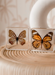 Butterfly Specimen Pair