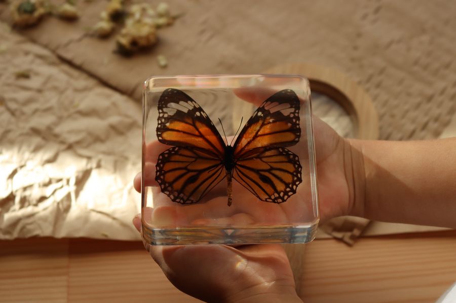 Common Tiger Butterfly Specimen