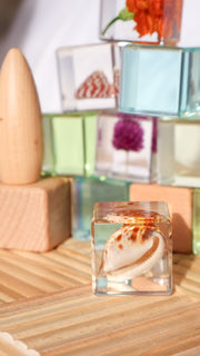 Cowrie Shell Specimen Cube