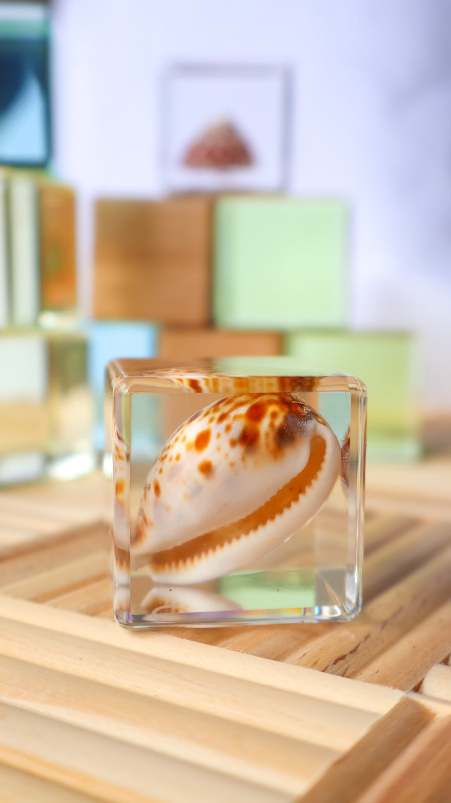 Cowrie Shell Specimen Cube