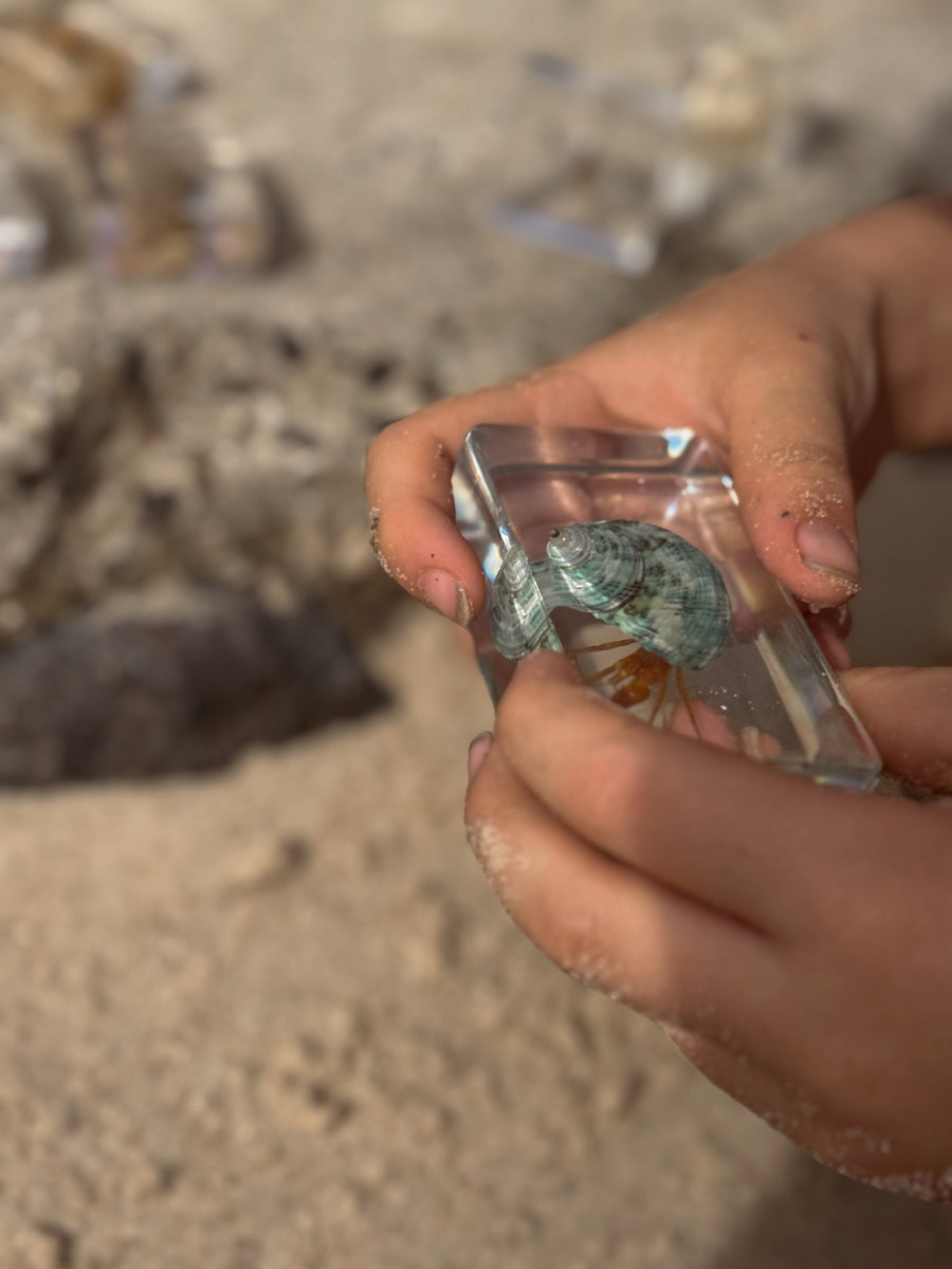 Hermit Crab Specimen