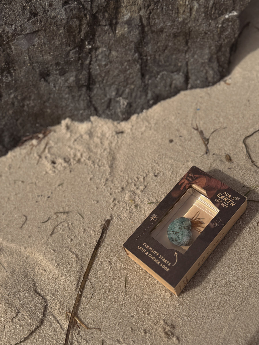 Hermit Crab Specimen