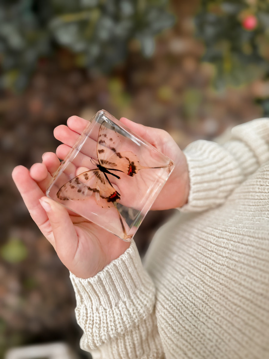 Swallowtail Butterfly Specimen
