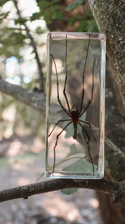 Golden Orb Spider