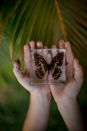 Lime Butterfly Specimen