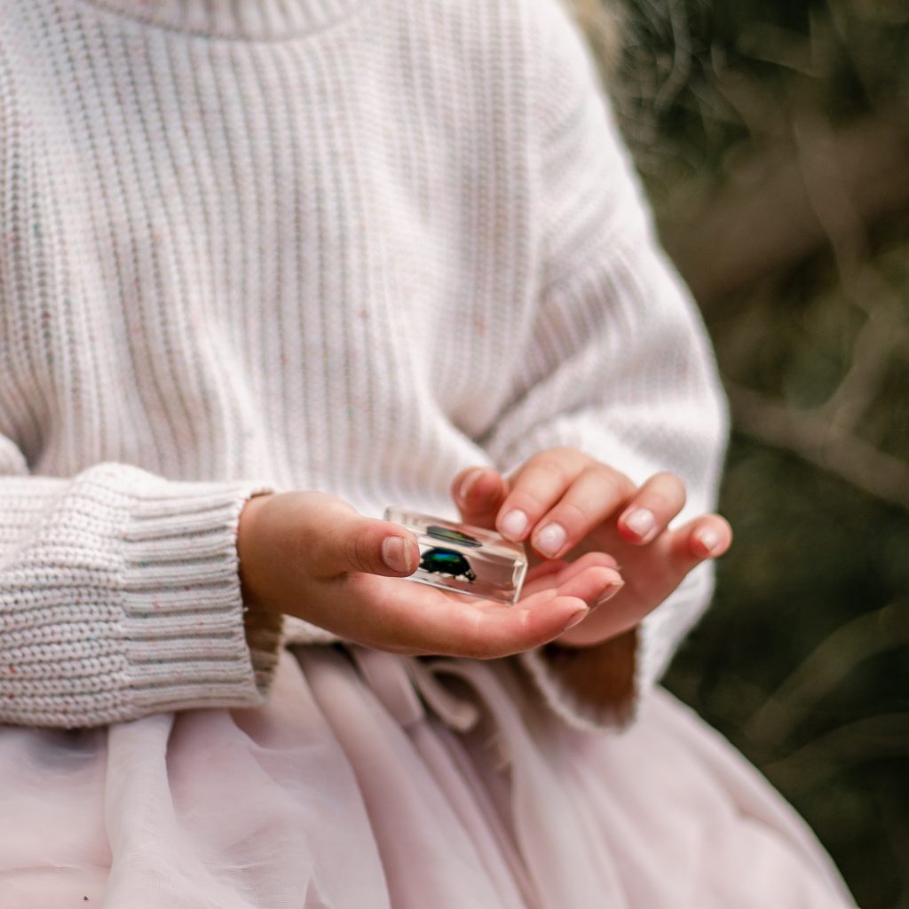 Chafer Beetle Specimen Set