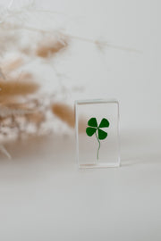 Four Leaf Clover Specimen