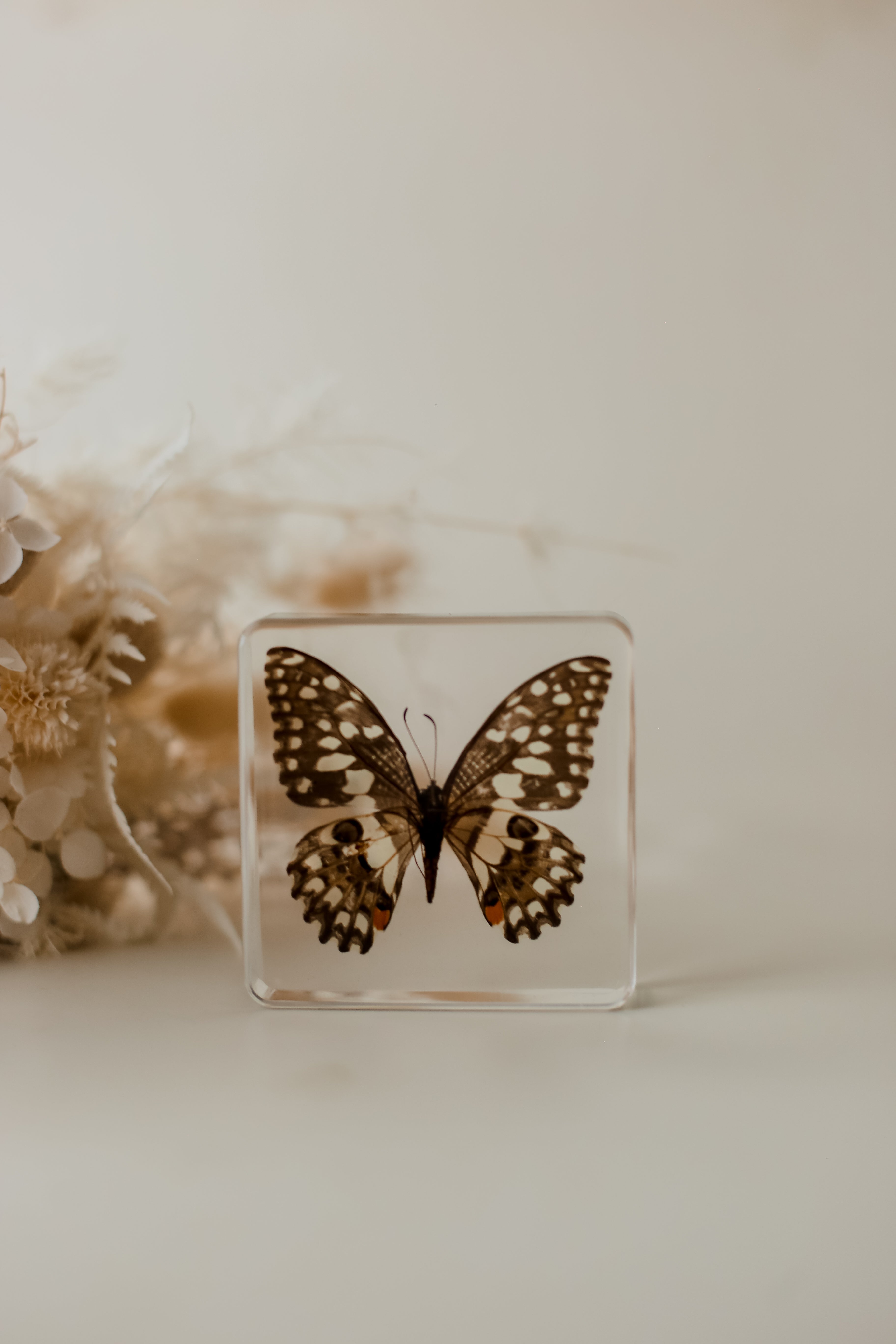 Lime Butterfly Specimen