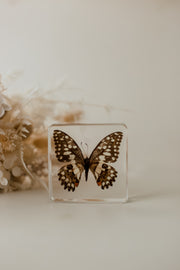 Lime Butterfly Specimen