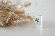 Four Leaf Clover Specimen