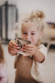 Butterfly Specimen Pair