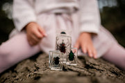 Chafer Beetle Specimen Set