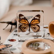 Common Tiger Butterfly Specimen