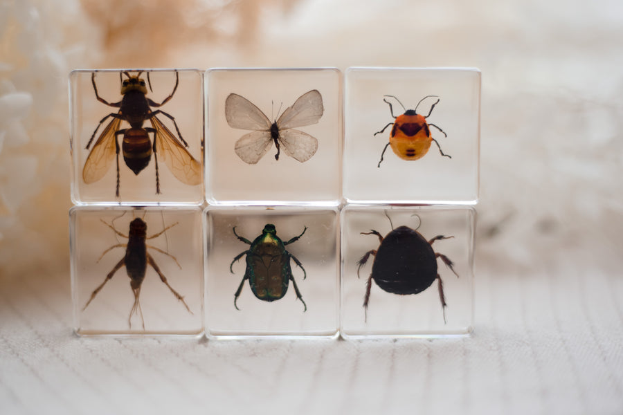 Investigative Insects Specimen Set