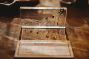 Bean Germination Specimen Block