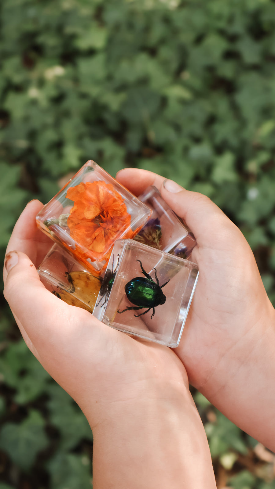 Pollinator Pals Specimen Set