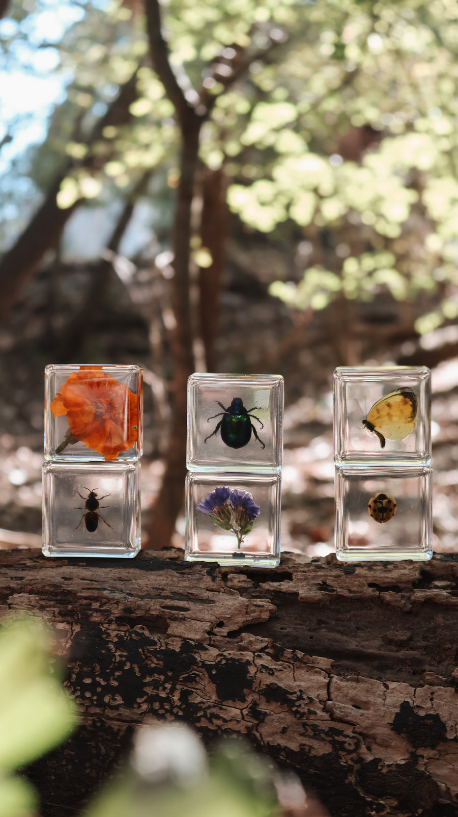 Pollinator Pals Specimen Set