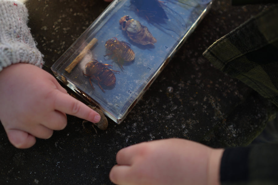 Cicada Life Cycle Specimen Block
