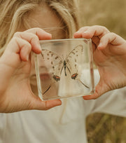 Swallowtail Butterfly Specimen
