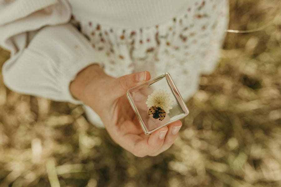Ladybird and Flower Specimen