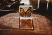 Common Tiger Butterfly Specimen