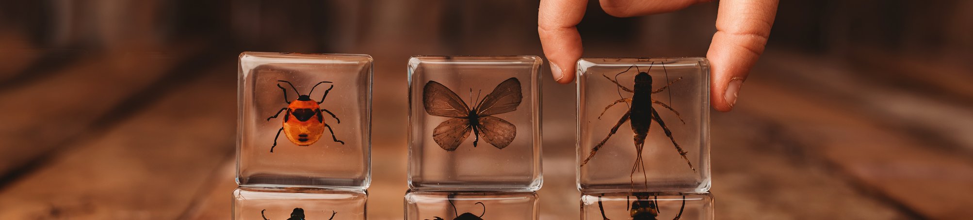 Specimen Sets