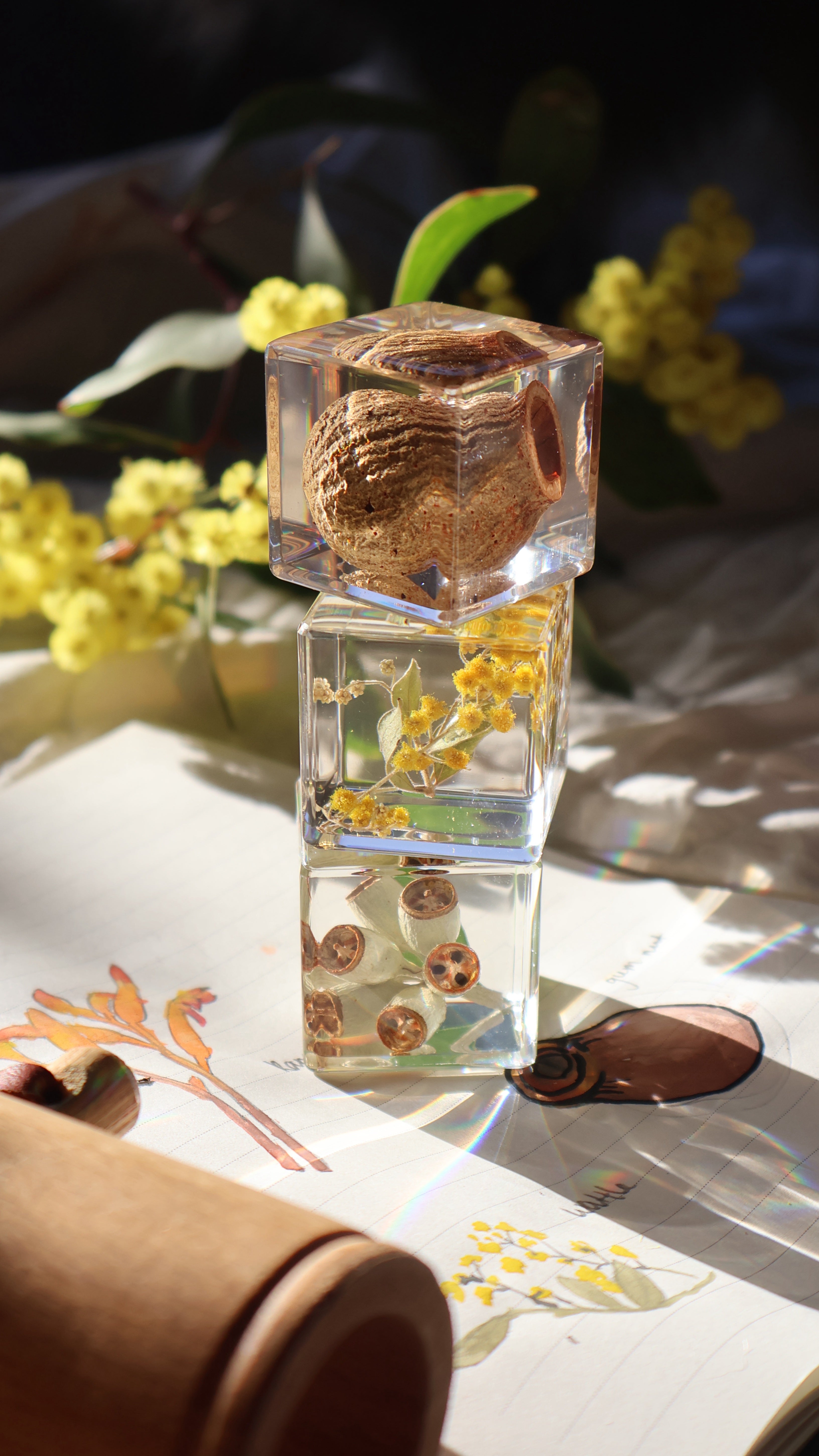 Aussie Flora Specimens