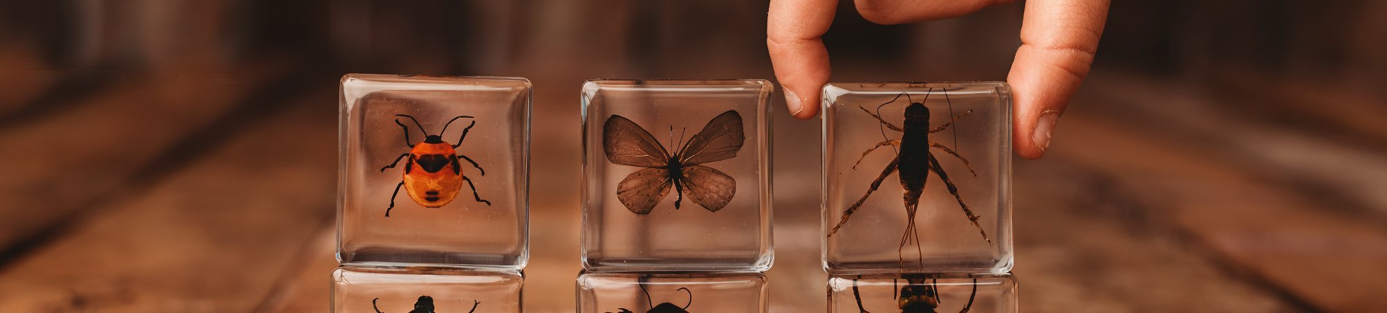 Specimen Sets - Our Earth Life