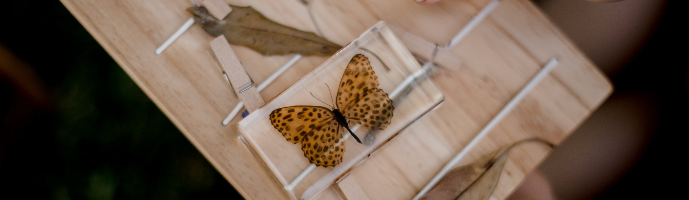 Under $30 - Our Earth Life