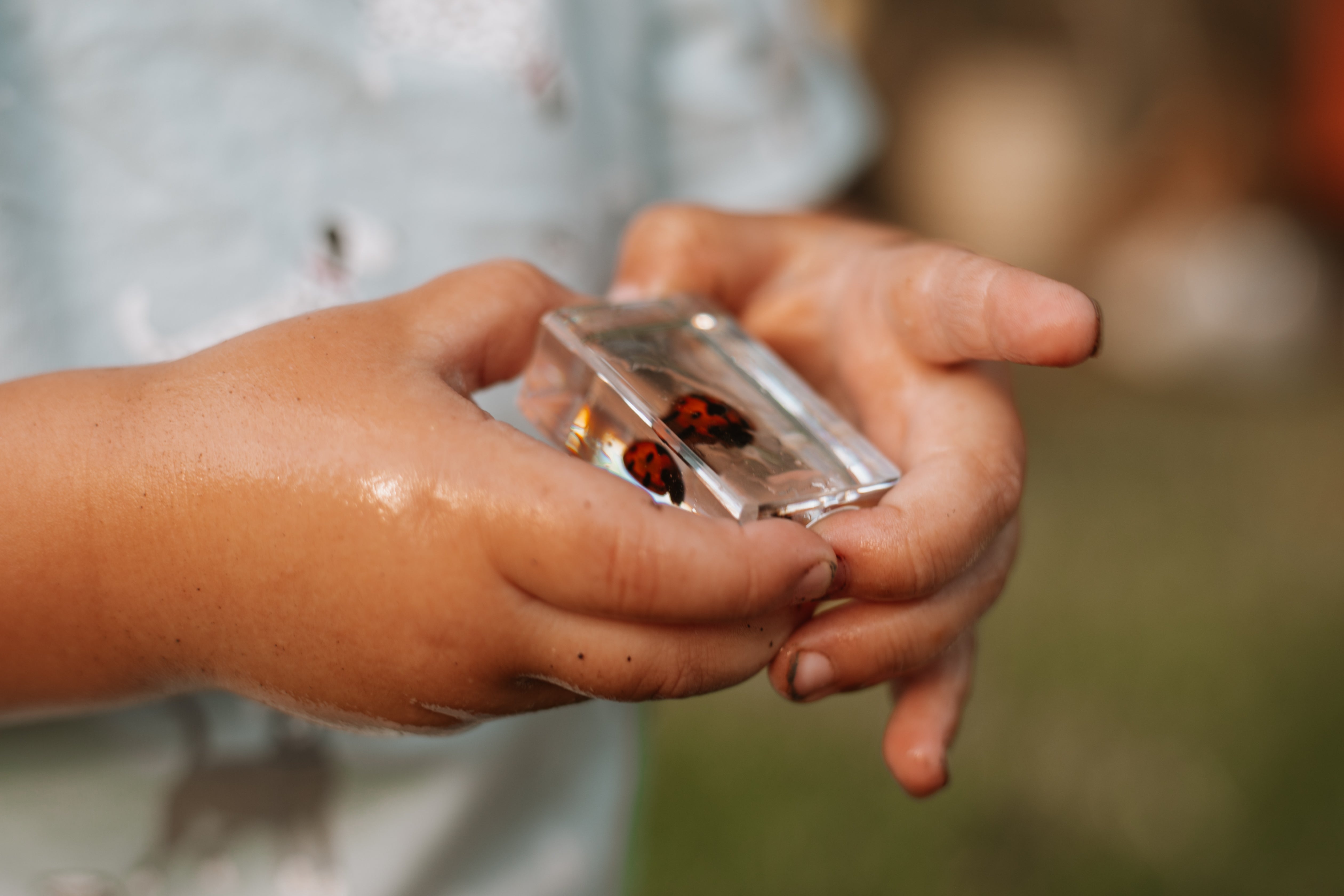 Garden Bug Specimen Set