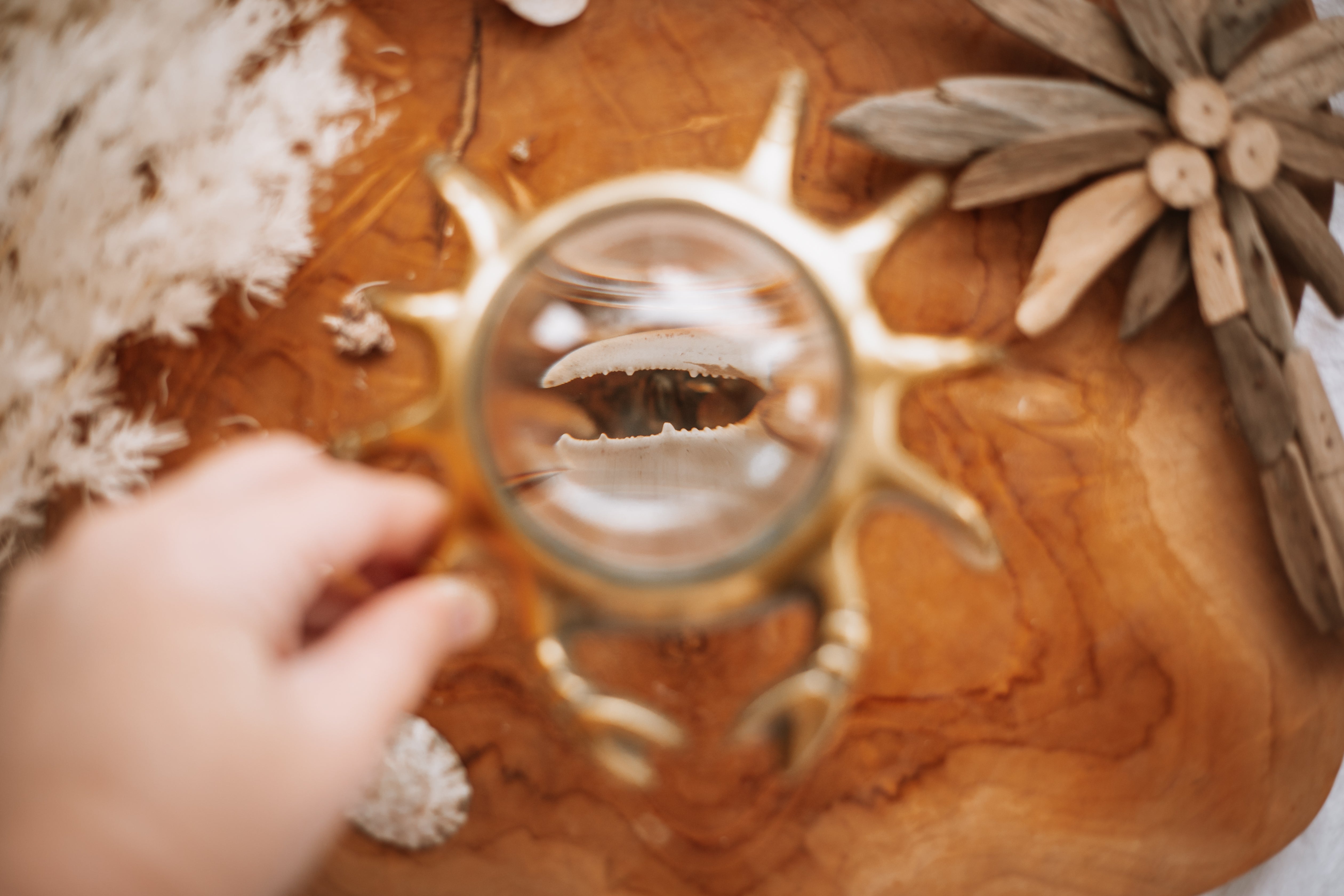 Fiddler Crab Specimen